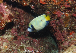 Taken December 2021 didn’t notice shrimp til after the dive. by Trudy West 